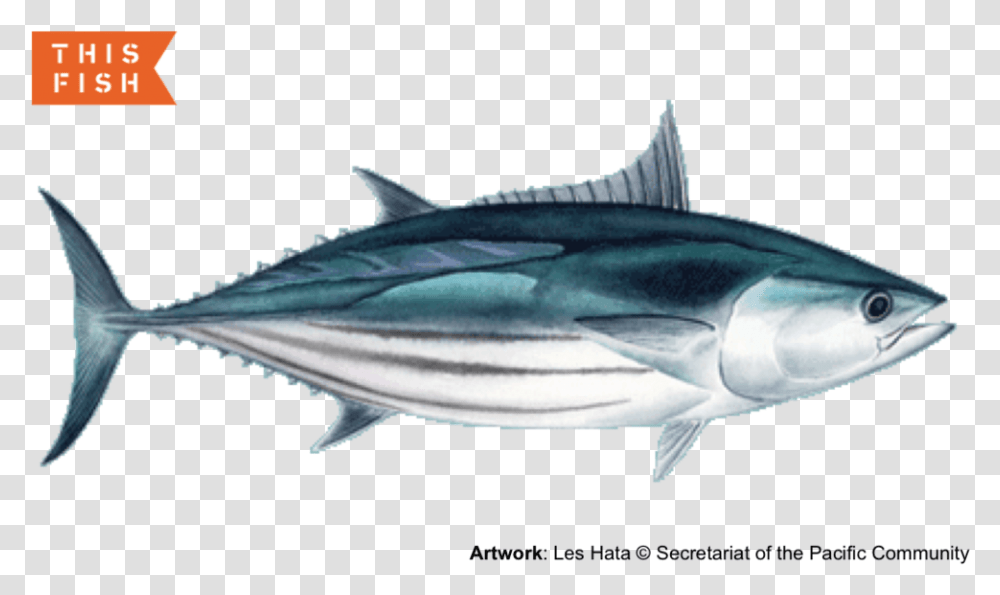 Aku, Tuna, Sea Life, Fish, Animal Transparent Png