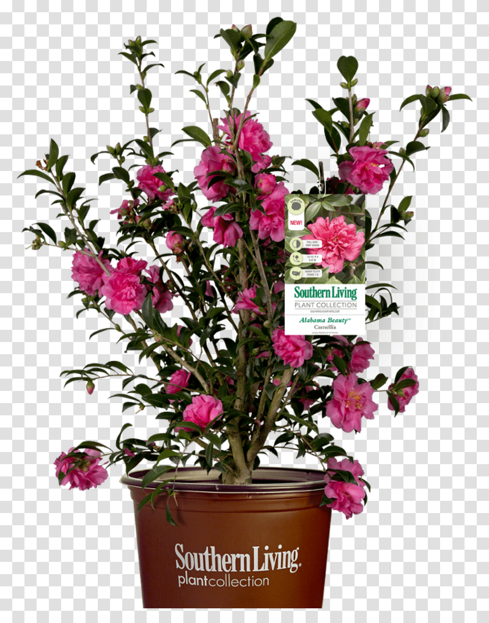 Alabama Beauty Camellia Southern Living, Plant, Flower, Blossom, Flower Arrangement Transparent Png