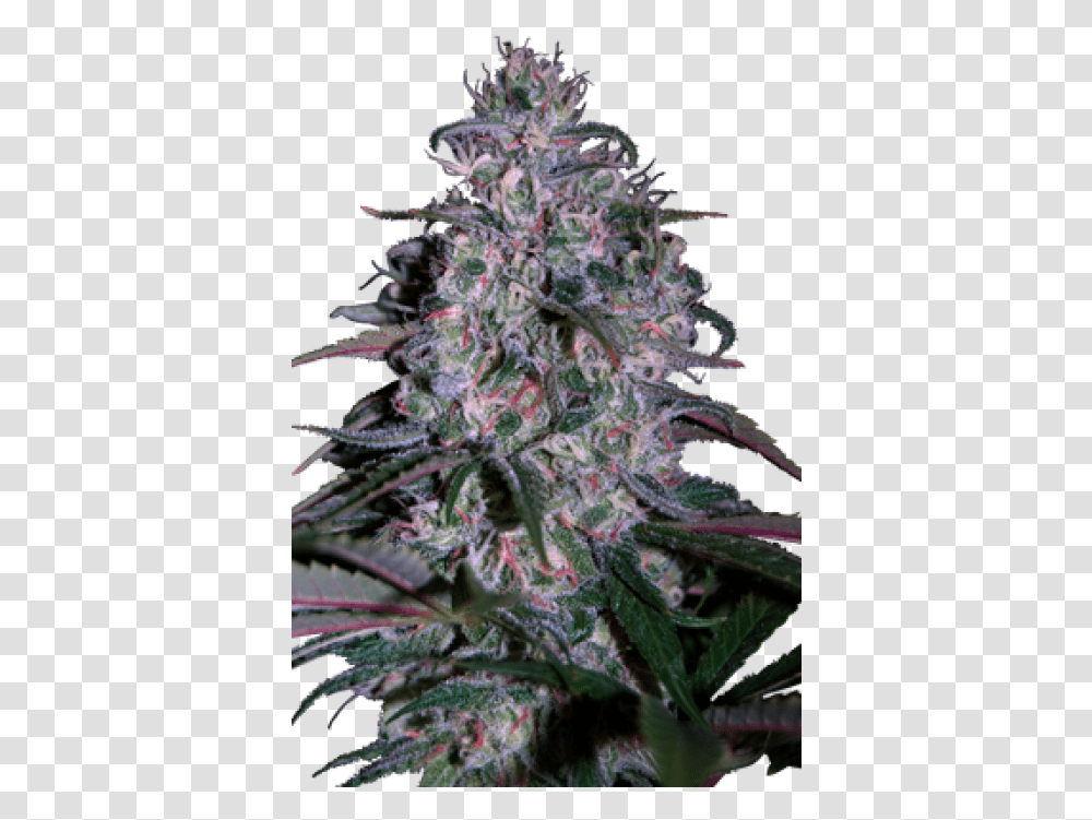 Alakazam Weed, Plant, Hemp Transparent Png