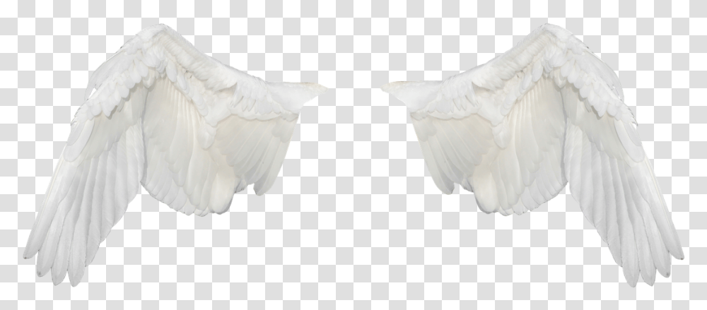 Alas Blancas, Bird, Animal, Dove, Pigeon Transparent Png