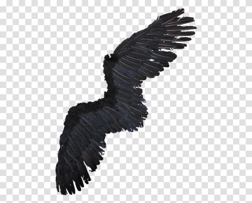 Alas De Aguila Alas De Aguila, Eagle, Bird, Animal, Vulture Transparent Png