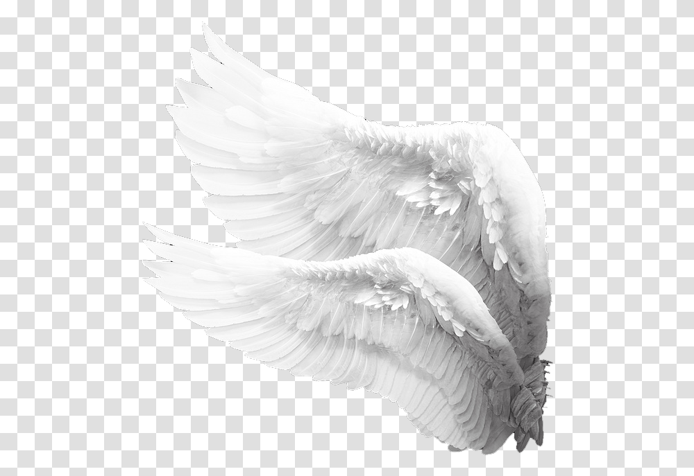 Alas De Angel, Bird, Animal, Dove Transparent Png