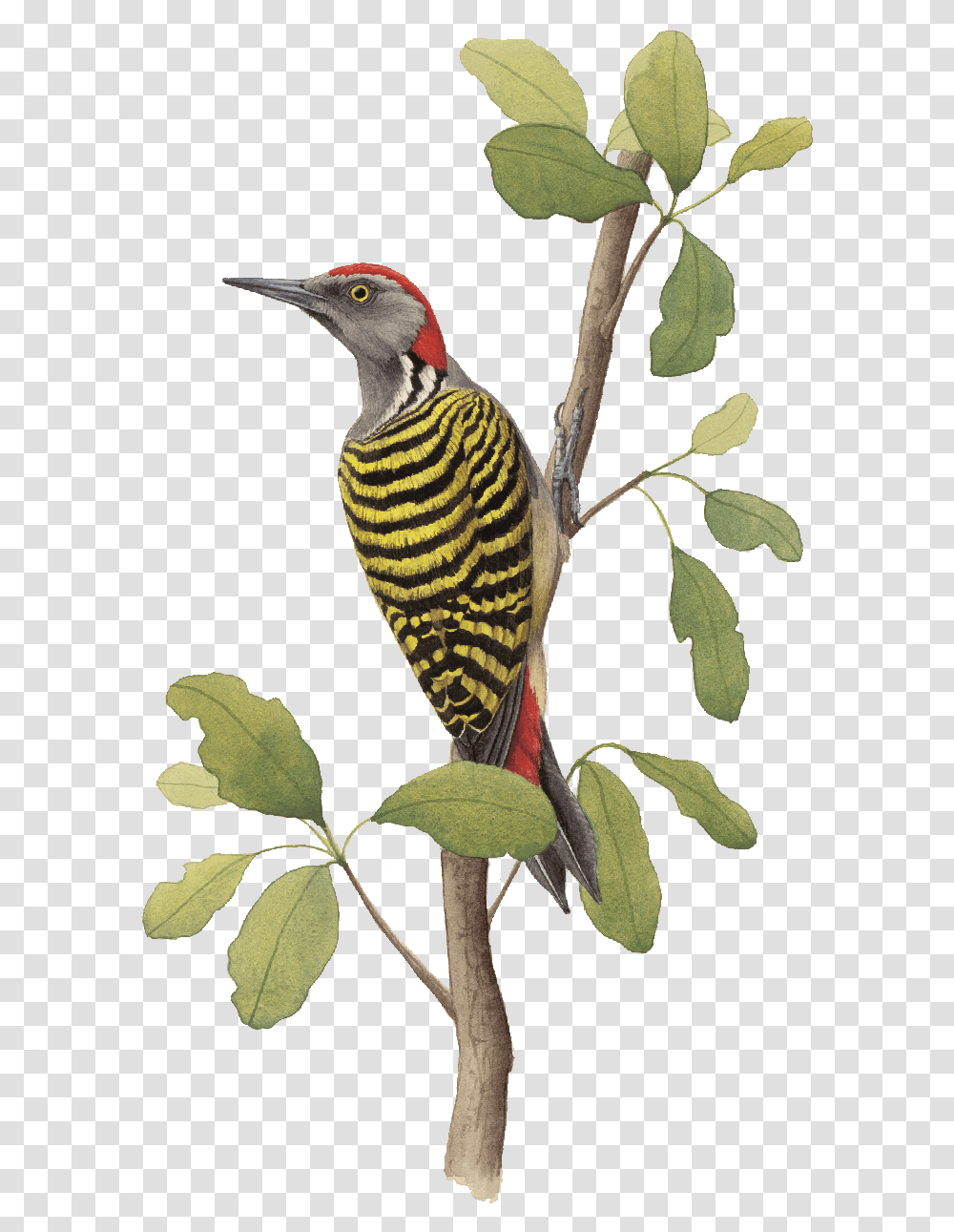 Alas Y Colores Aves Endmicas, Bird, Animal, Woodpecker, Flicker Bird Transparent Png