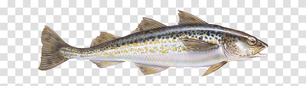 Alaska Pollock, Fish, Animal, Herring, Sea Life Transparent Png