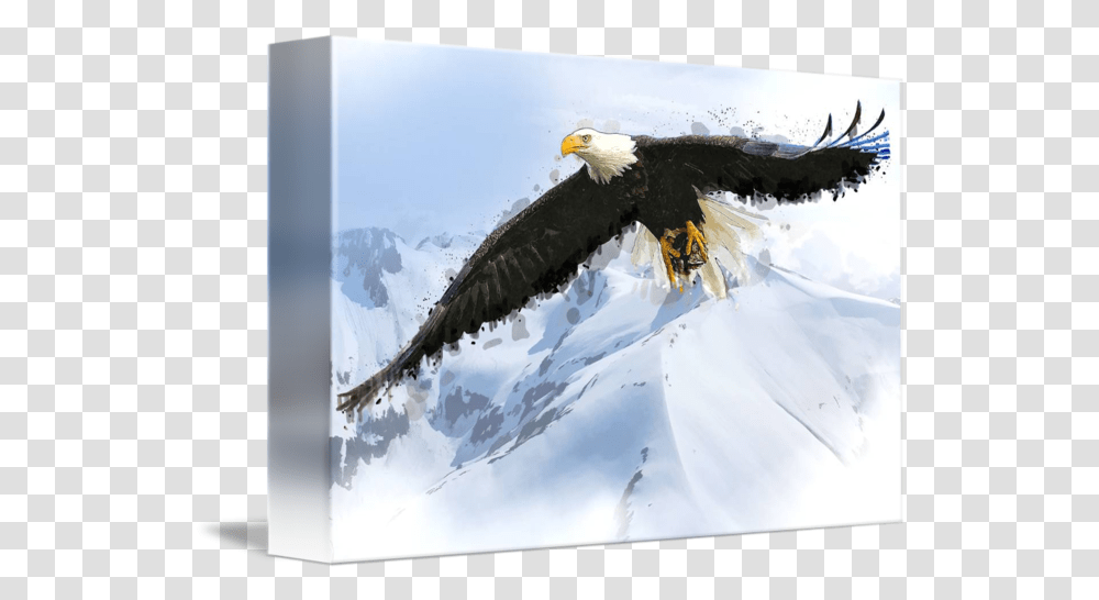 Alaska Soaring Eagle Watercolor By Elaine Plesser Bald Eagle, Bird, Animal, Beak, Flying Transparent Png