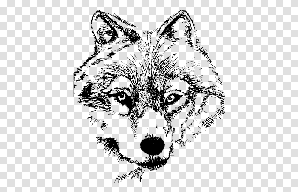 Alaskan Klee Kai, Wolf, Mammal, Animal, Red Wolf Transparent Png