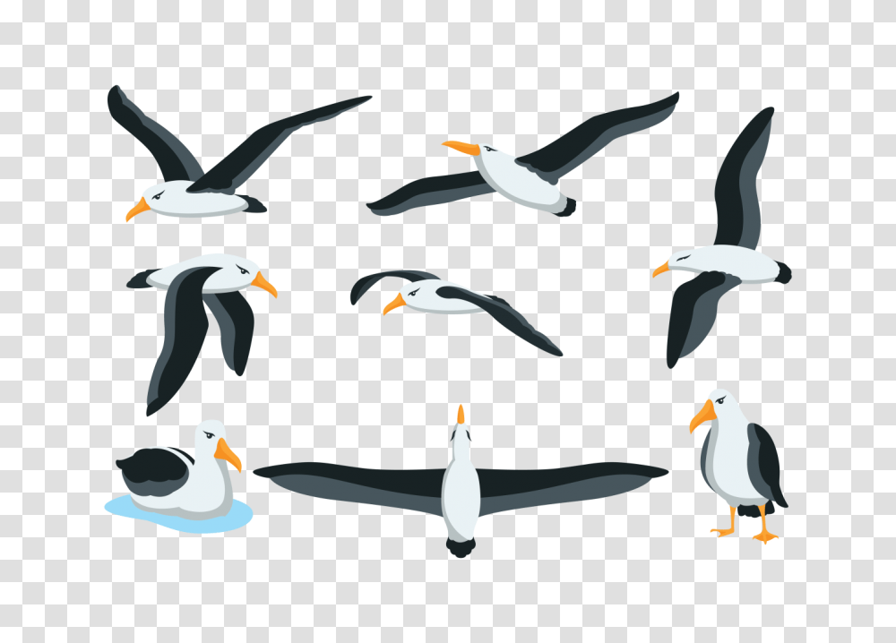 Albatros Free Vector Art, Beak, Bird, Animal, Flying Transparent Png