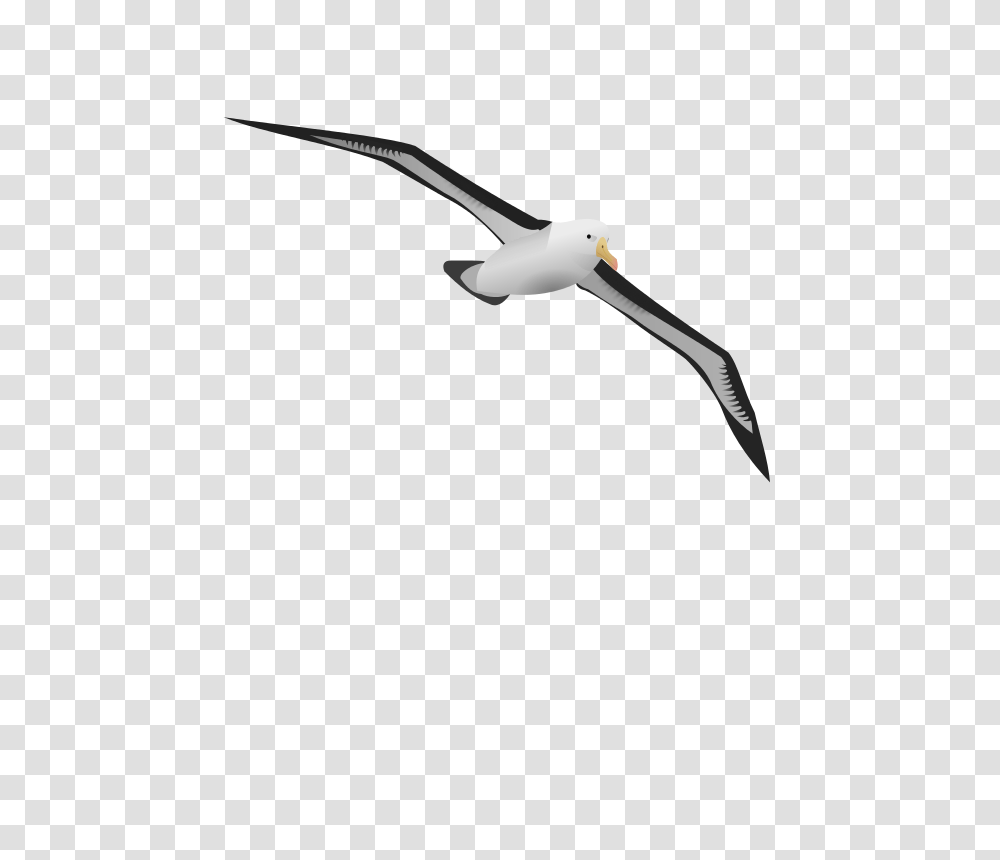 Albatrosr, Animals, Seagull, Bird, Flying Transparent Png