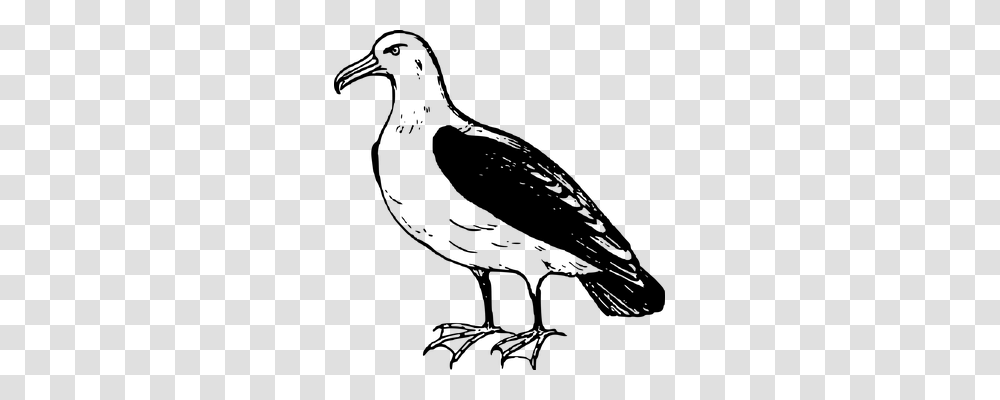 Albatross Animals, Gray, World Of Warcraft Transparent Png