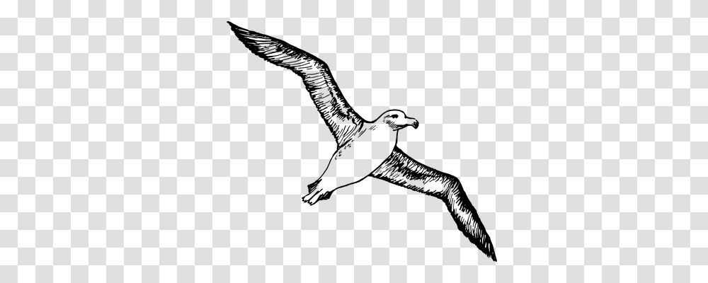 Albatross Animals, Gray, World Of Warcraft Transparent Png