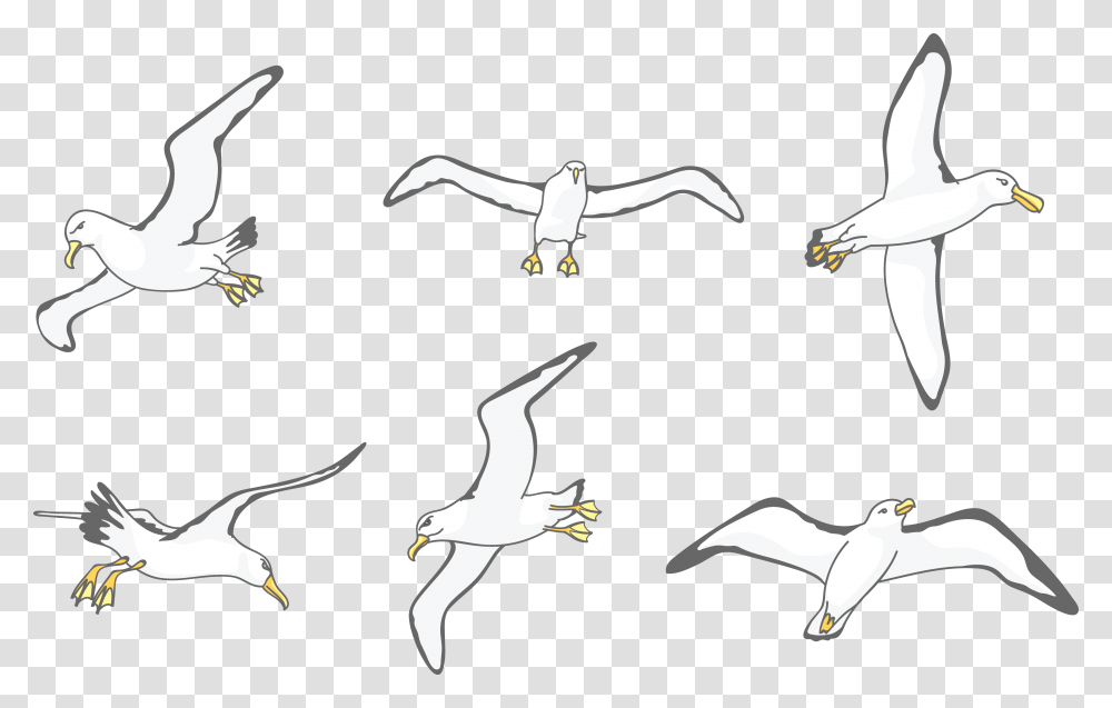 Albatross Drawing Wing Flock, Tie, Accessories, Accessory, Necktie Transparent Png