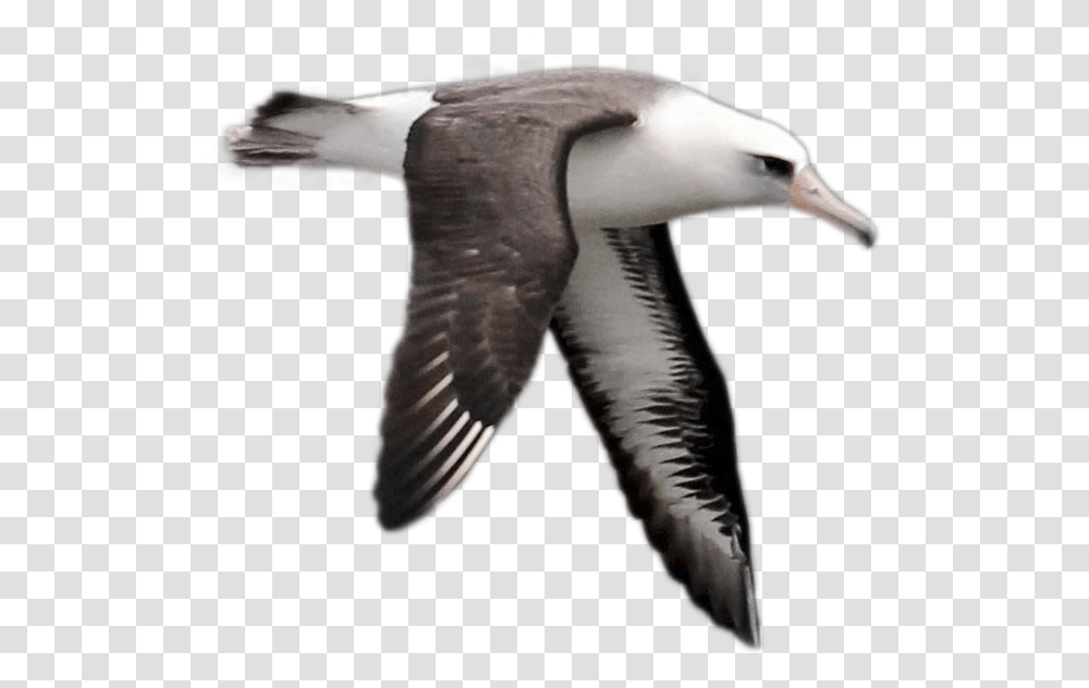 Albatross Image Loon, Bird, Animal, Flying, Beak Transparent Png