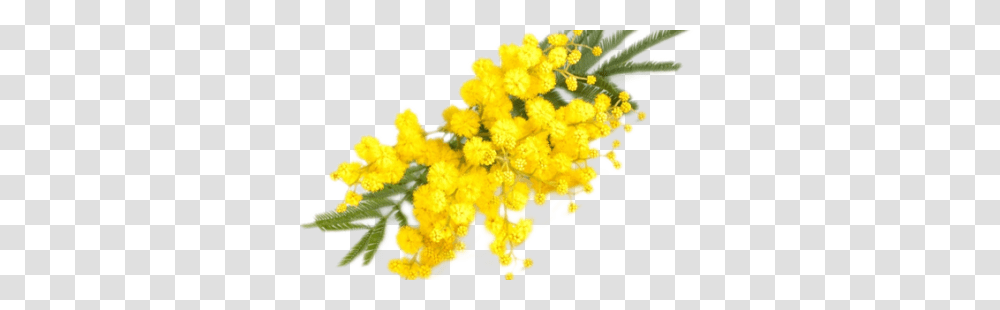 Albero Mimosa Image, Plant, Flower, Blossom, Green Transparent Png