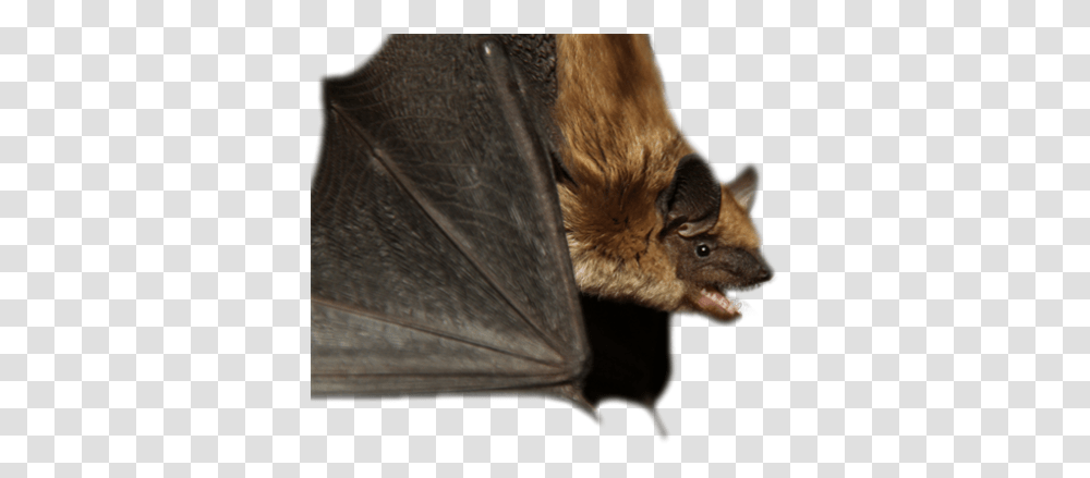 Alberta Community Bat Program Big Brown Bat, Wildlife, Mammal, Animal, Cat Transparent Png