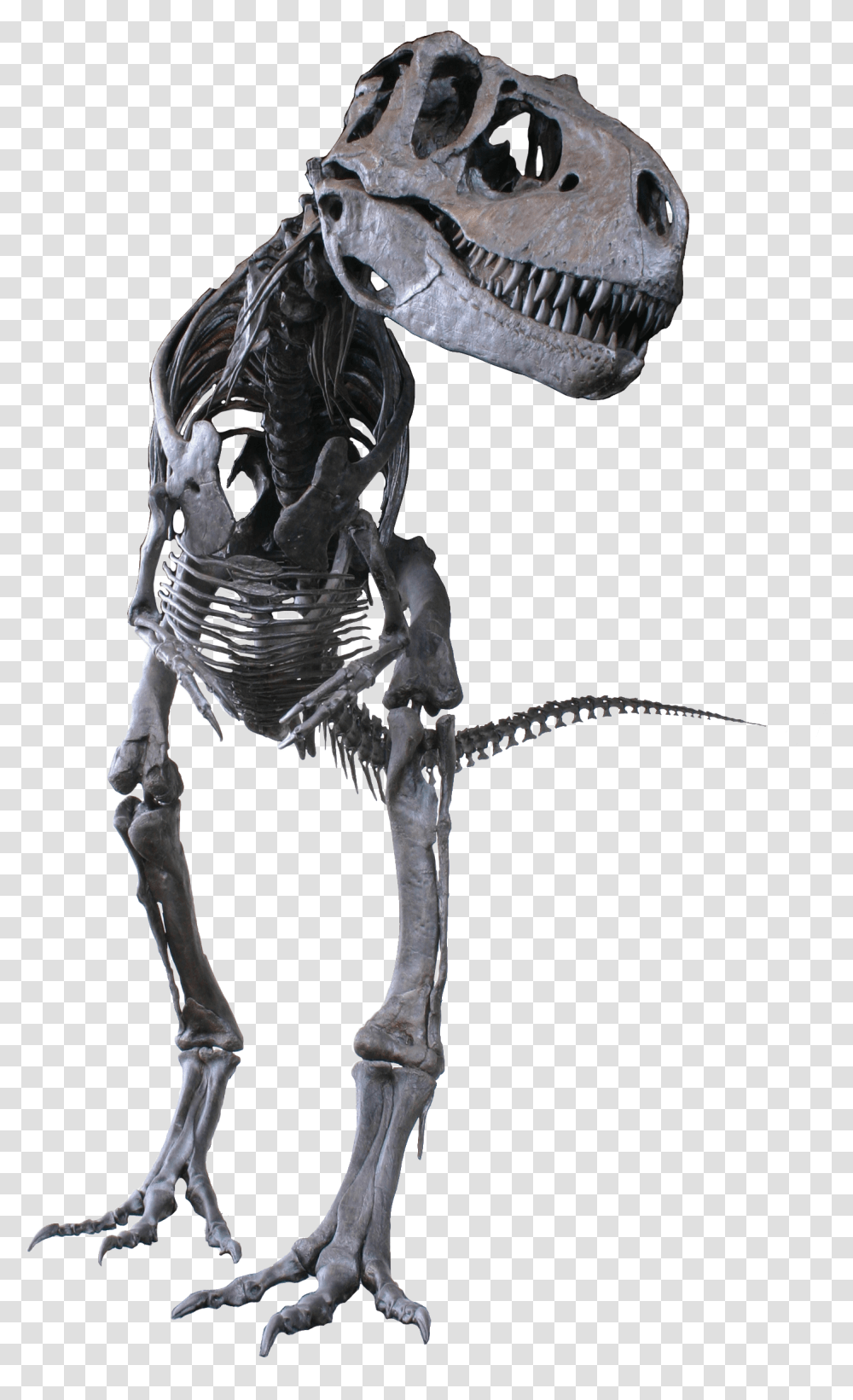 Albertosaurus Clean Albertosaurus Sarcophagus, Skeleton, Animal, Dinosaur, Reptile Transparent Png