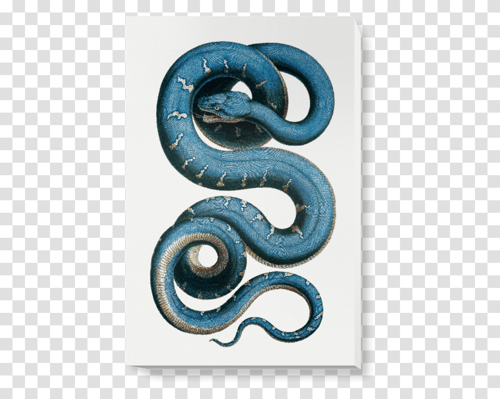 Albertus Seba Snake, Reptile, Animal, Sea Snake, Sea Life Transparent Png