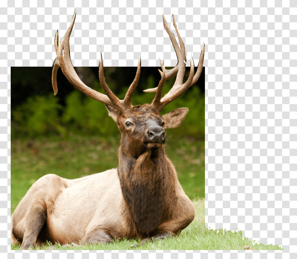 Alce Astas, Elk, Deer, Wildlife, Mammal Transparent Png