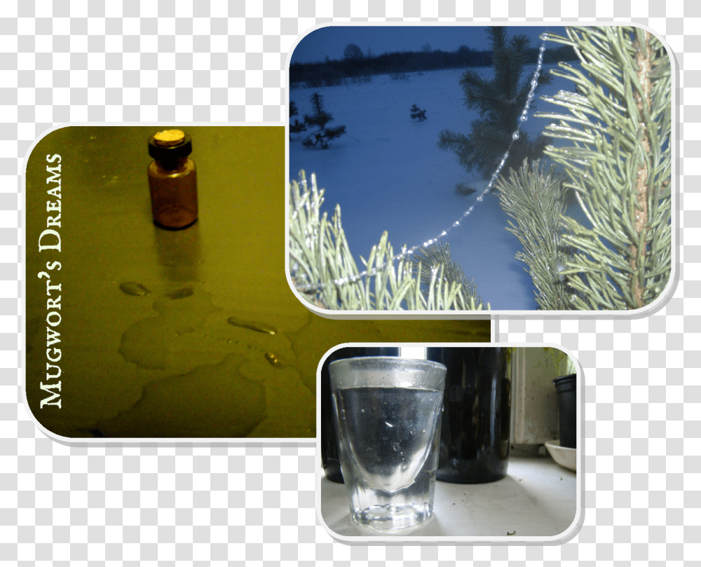 Alcoholic Beverage, Bottle, Plant, Glass, Jar Transparent Png