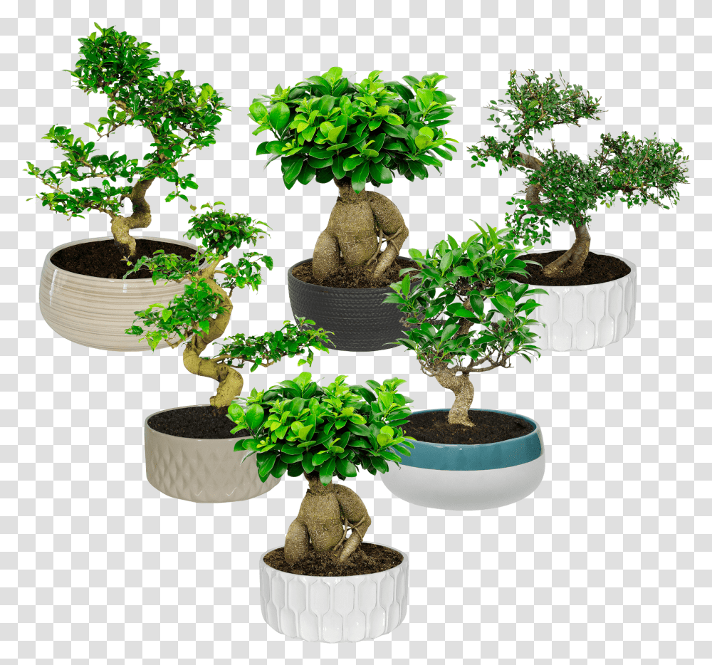 Aldi Bonsai, Potted Plant, Vase, Jar, Pottery Transparent Png