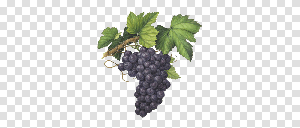 Aleanto Fine Wine Importers Our Wines Veneto Grape Watercolor Painting, Plant, Grapes, Fruit, Food Transparent Png