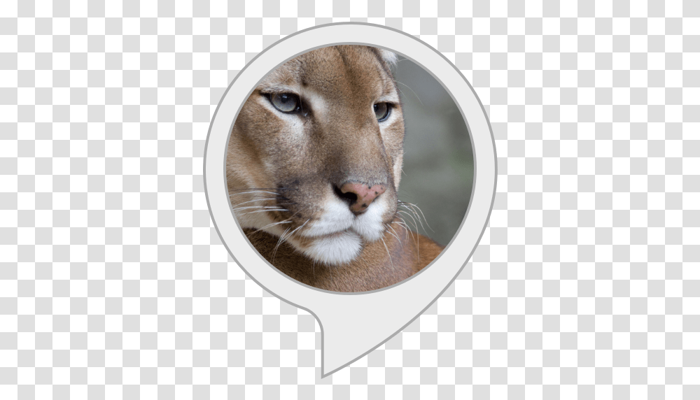 Alexa Puma Animal, Cougar, Wildlife, Mammal, Dog Transparent Png