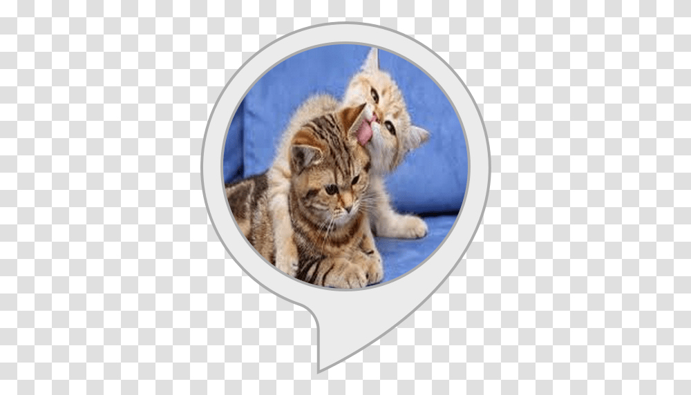 Alexa Skills Pokemon Licky Cats, Kitten, Pet, Mammal, Animal Transparent Png