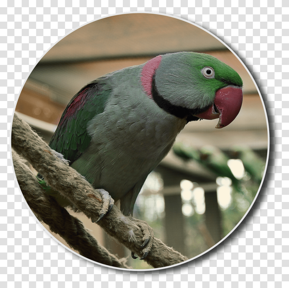 Alexander Parakeet Hahn Bird Small Free Photo On Pixabay Parakeet, Animal, Parrot, Head Transparent Png