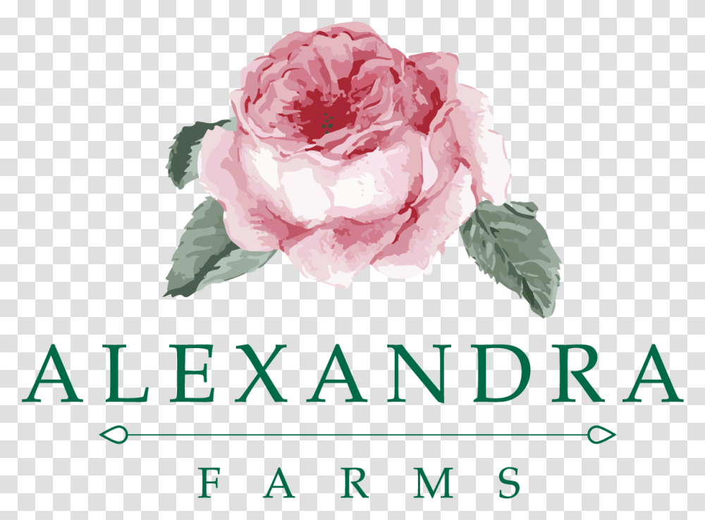 Alexandra Garden Roses, Plant, Flower, Blossom, Petal Transparent Png