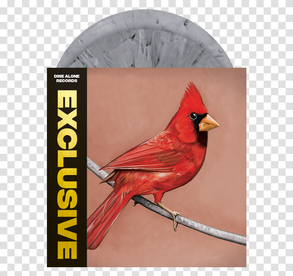 Alexisonfire Old Crows Young Cardinals, Bird, Animal, Poster, Advertisement Transparent Png