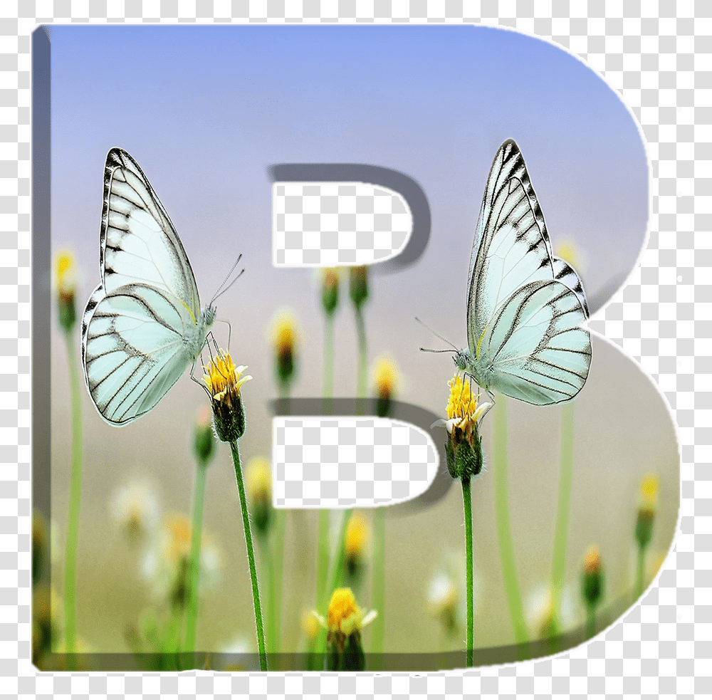 Alfabeto Decorativo Borboletas, Invertebrate, Animal, Insect, Plant Transparent Png