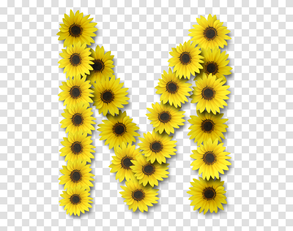 Alfabeto Sunflowers Alphabet Sunflower Letters, Plant, Blossom, Rug, Petal Transparent Png