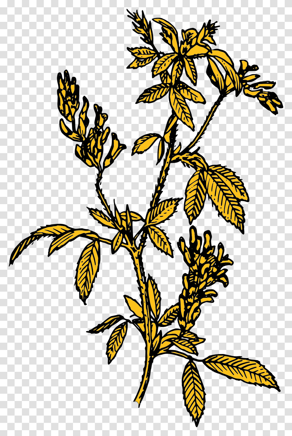 Alfalfa Clip Art, Plant, Leaf, Potted Plant, Vase Transparent Png