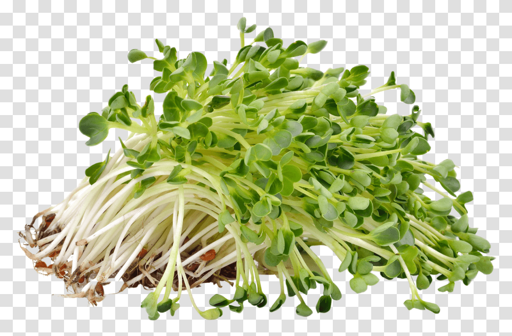 Alfalfa, Plant, Produce, Food, Vegetable Transparent Png