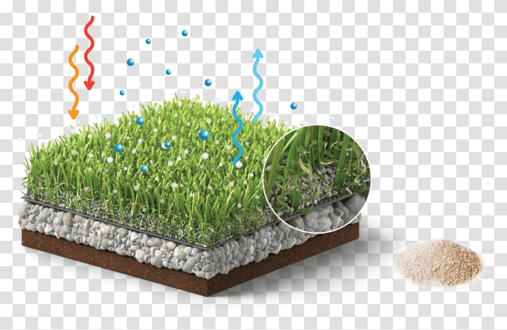 Alfalfa Sprouts, Plant, Birthday Cake Transparent Png