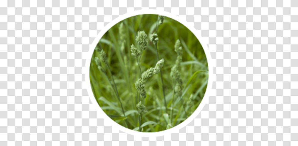 Alfalfa Sprouts, Plant, Food, Vegetable, Vase Transparent Png