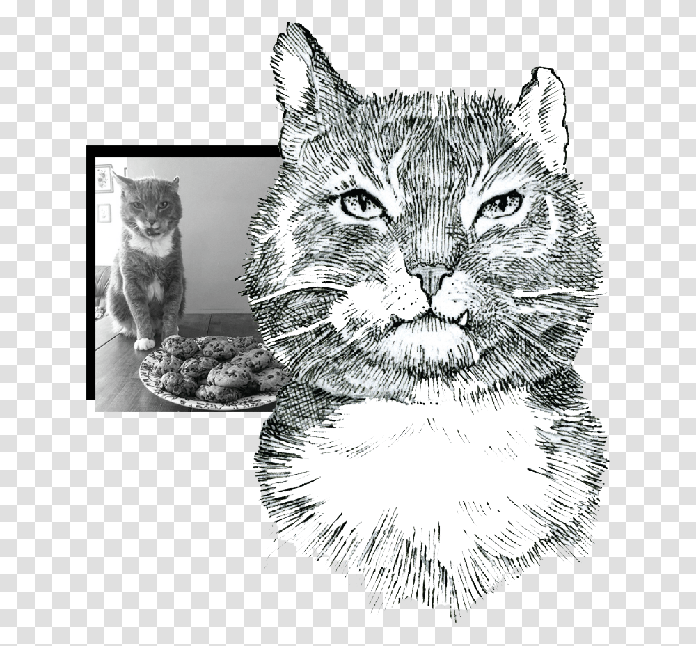 Alfie Collage, Manx, Cat, Pet, Mammal Transparent Png