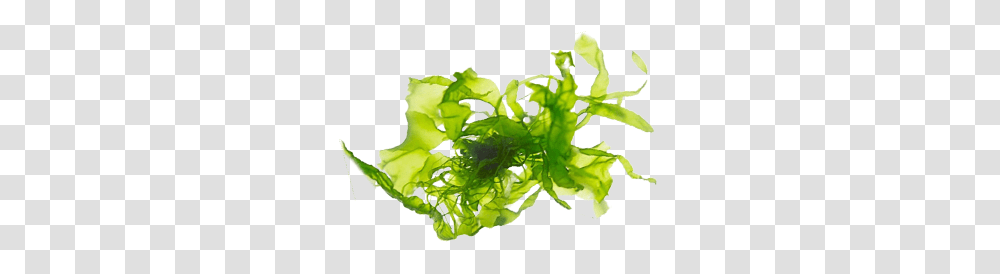 Algae 2 Image Algae Extract, Plant, Vegetable, Food, Moss Transparent Png