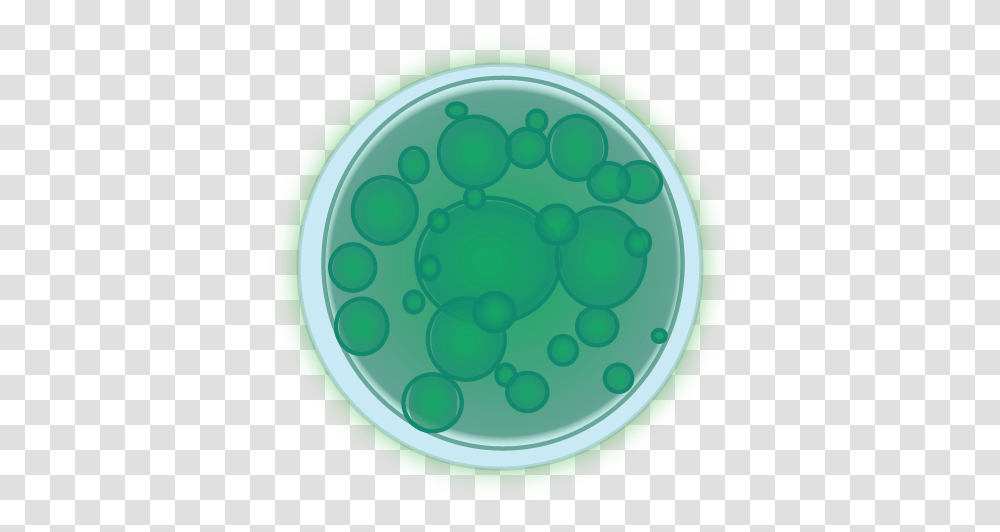 Algae Image Circle, Sphere, Bubble, Graphics, Art Transparent Png