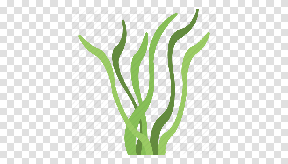 Algae Image, Plant, Vegetable, Food, Produce Transparent Png