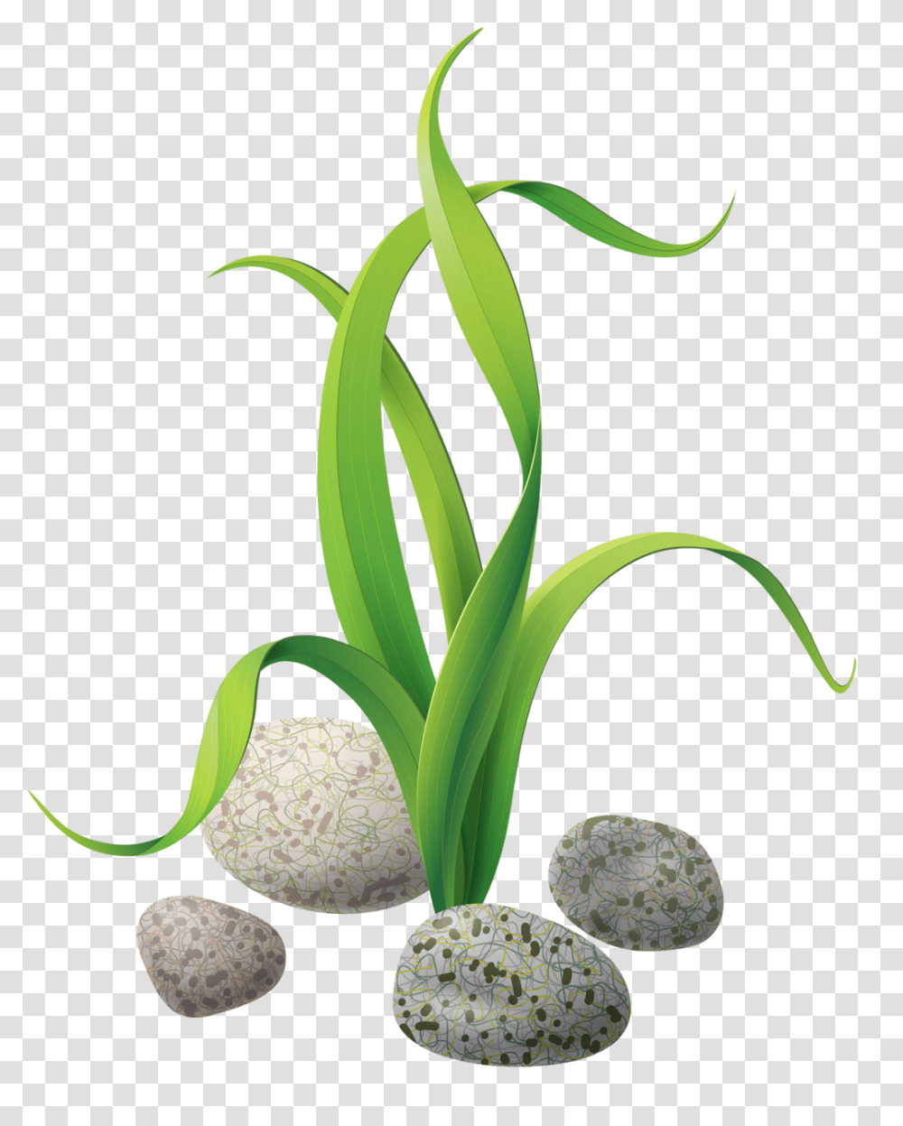 Algae Stones Sea Animal Stone Seaweed, Plant, Flower, Amaryllidaceae, Produce Transparent Png