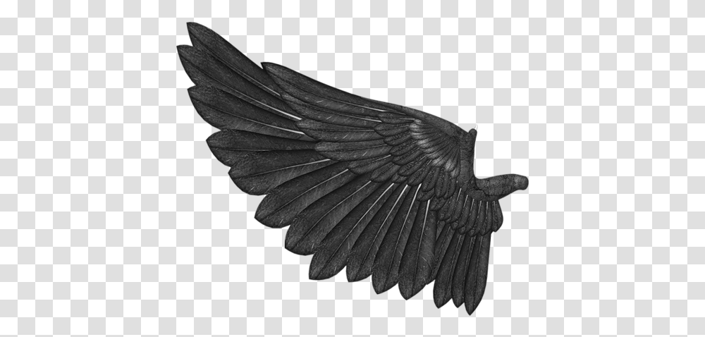 Ali Nere 6 Image Rook, Bird, Animal, Flying, Eagle Transparent Png