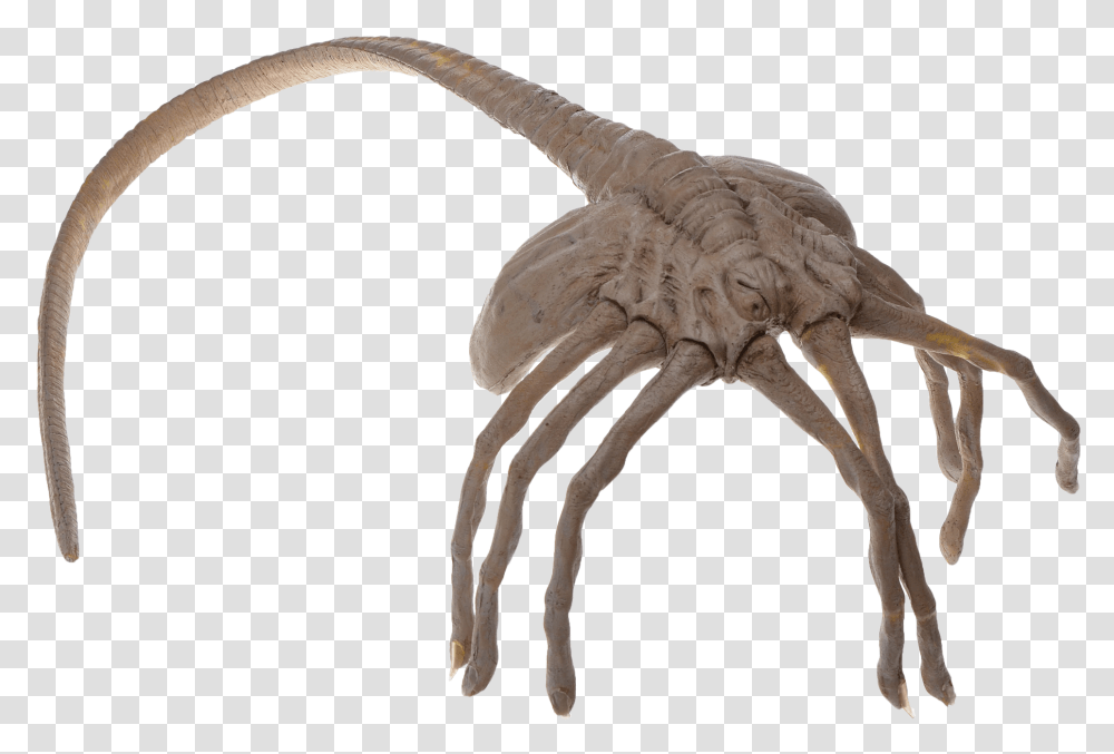 Alien Hugger, Animal, Dinosaur, Reptile, T-Rex Transparent Png