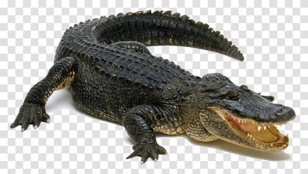 Aligator 4 Image, Lizard, Reptile, Animal, Crocodile Transparent Png