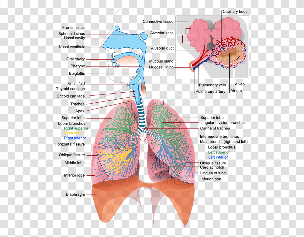 Alkaline Breathing Respiratory System, Bow, Diagram, Plot Transparent Png