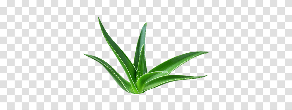 All About Aloe, Plant Transparent Png