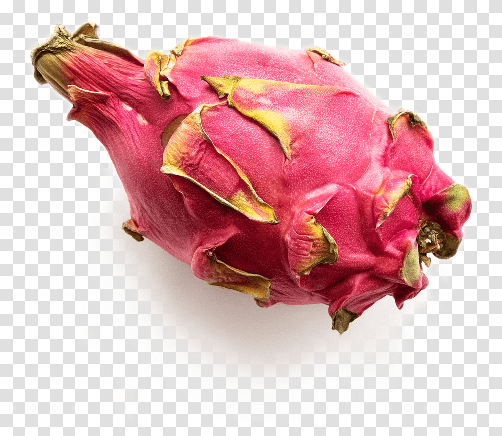 All About Dragon Fruit, Rose, Flower, Plant, Petal Transparent Png