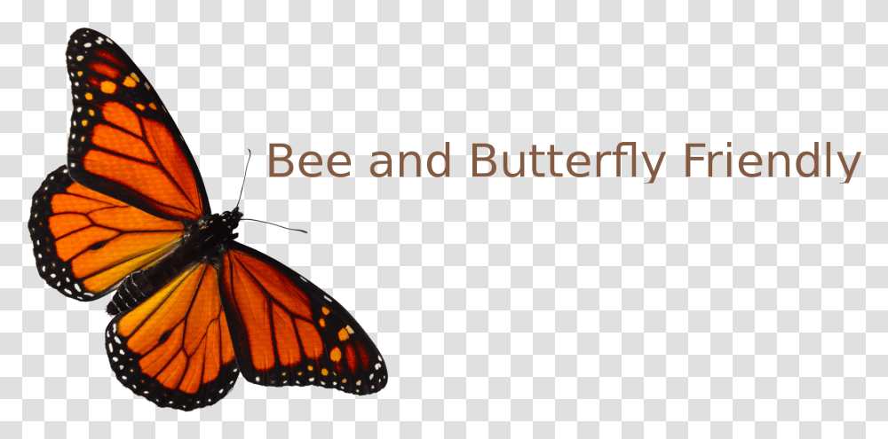 All About Nature Clipart Monarch Butterfly, Animal, Insect, Invertebrate Transparent Png