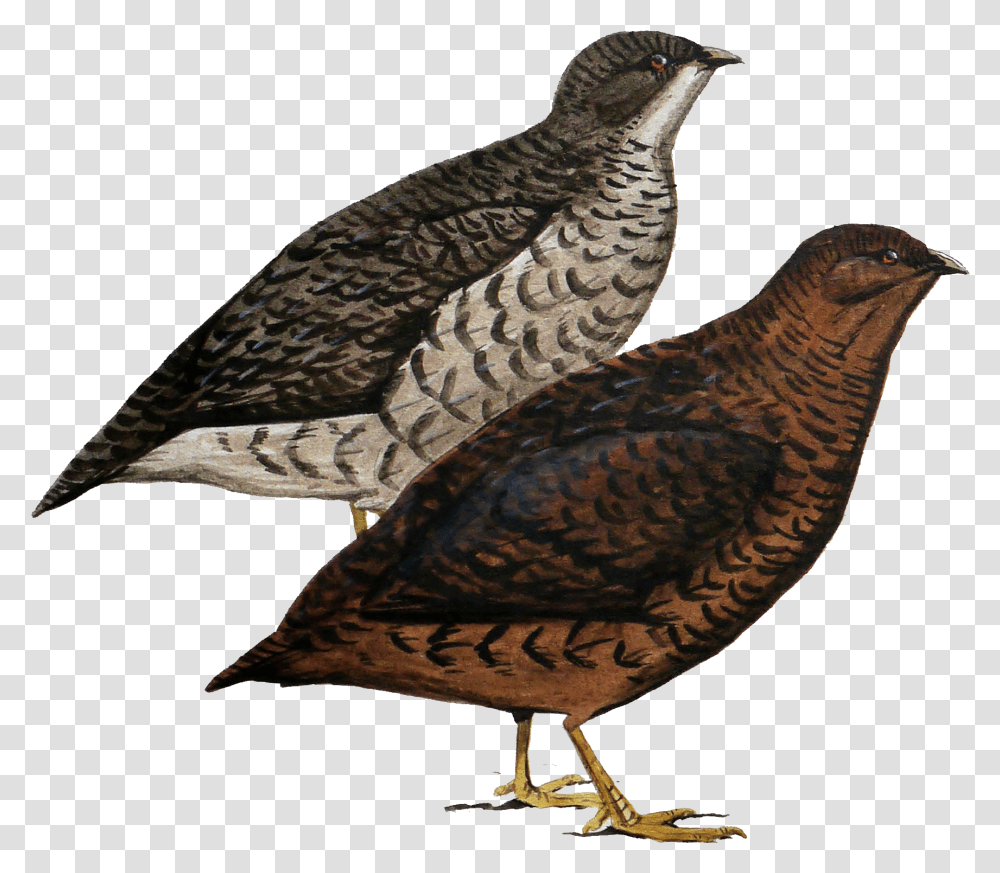 All Birds Wiki, Animal, Grouse, Partridge, Quail Transparent Png