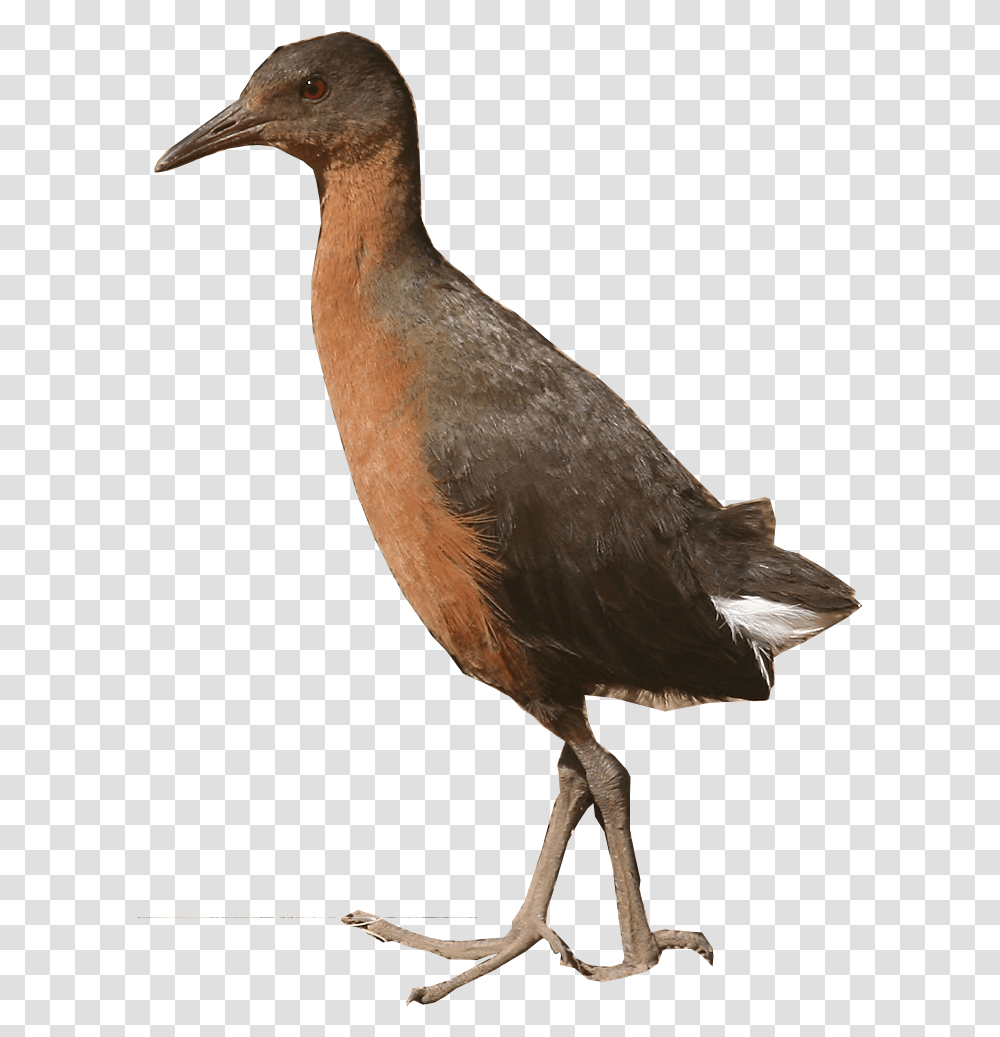 All Birds Wiki, Animal, Waterfowl, Beak, Goose Transparent Png