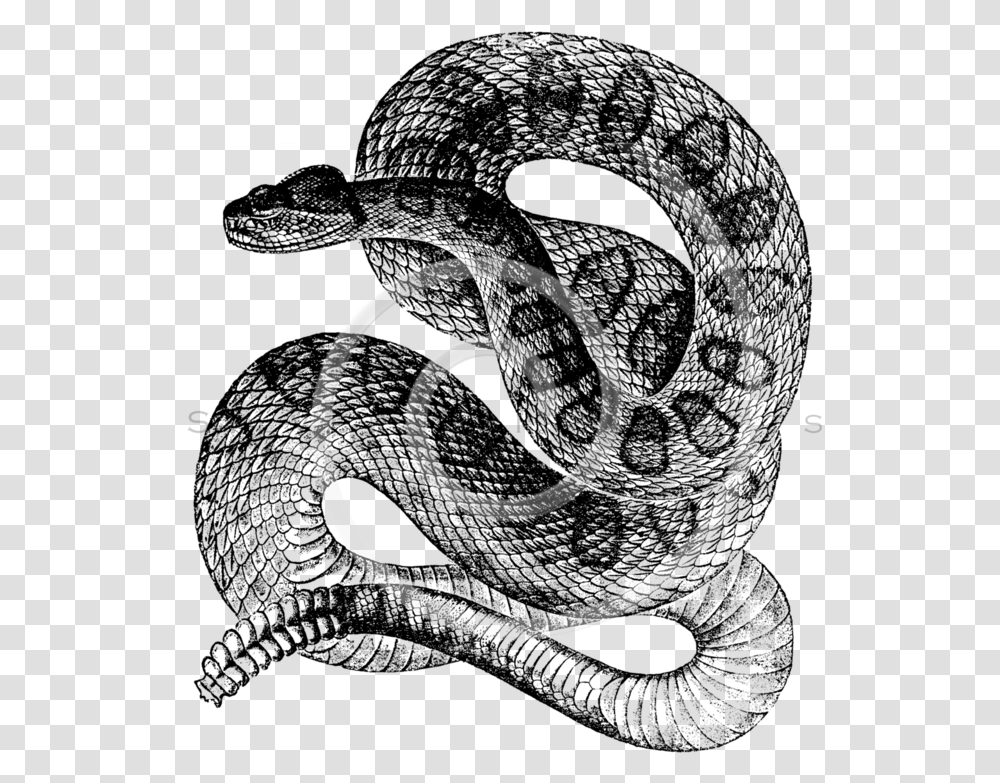 All Black And White Illustrations Silverspiralarts Snake Black And White, Rug, Coil, Rope Transparent Png